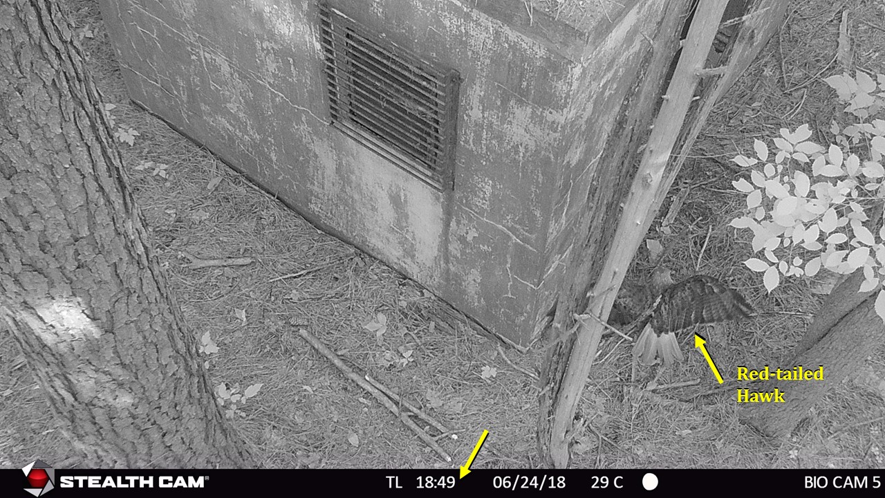 12 snake exits front door 2 hawk mantles